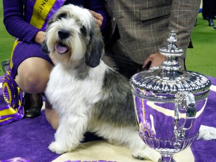 Handler Janice Hayes holds Buddy Holly the Petit Basset Griffon Vendeen after winning the Best in Show award during the Annual Westminster Kennel Club Dog Show Best in Show at Arthur Ashe Stadium in Queens, New York, on May 9, 2023. (Photo by TIMOTHY A. CLARY / AFP) (Photo by …