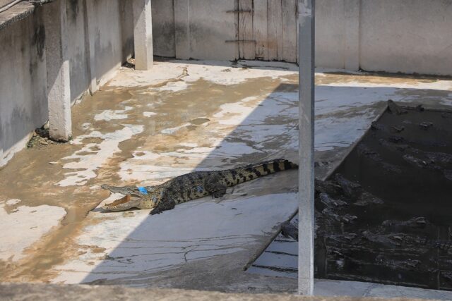 About 40 crocodiles killed a Cambodian man on Friday after he fell into their enclosure on