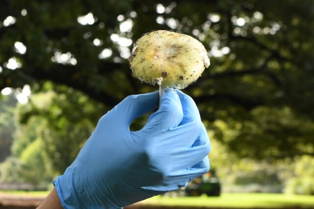 Death cap mushrooms cause more than 90 percent of the deaths of all mushroom poisoning deaths worldwide