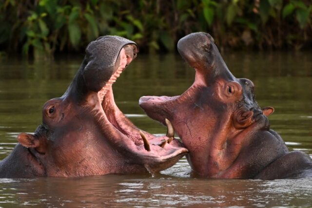 Hippos -- descendants from a small herd introduced by drug kingpin Pablo Escobar -- are se