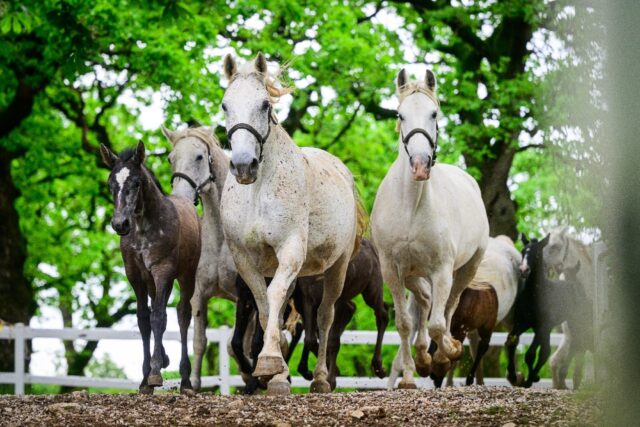 Lipizzans are one of the world's most distinguished horse breeds