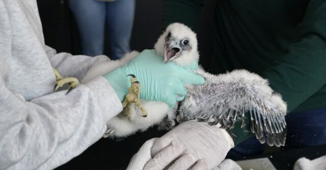 Fuzzy Falcon Chicks Who Nest At Michigan State Football Stadium Get ...