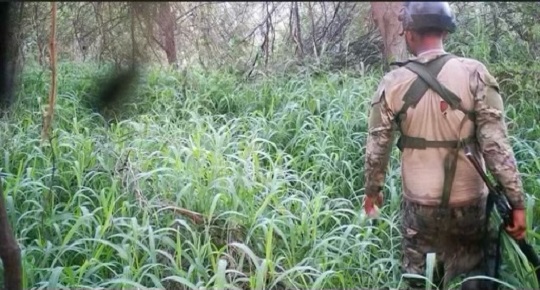 Texas law enforcement teams working the border near Fronton search the brush after finding a group of armed men believed to be cartel members. (Texas Department of Public Safety)