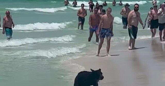 WATCH: Bear Who Swam Out of Ocean in FL 'Wanted to Have Some Fun'