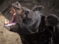 Sheriff — Black Bear Attacks, Kills Man Enjoying Coffee in Arizona Woods: ‘Very Tragic’