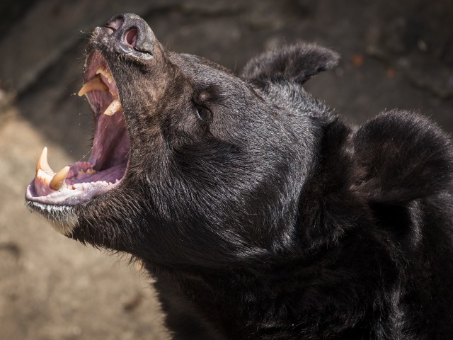 Sheriff: Black Bear Attacks, Kills Man Enjoying Coffee in Arizona Woods - Vimarsana News
