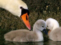 Fowl Is Fare: Refugees Kill, Eat Swan in New Jersey
