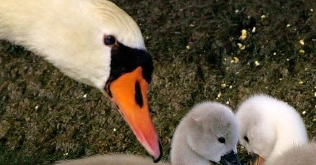 Fowl Is Fare: Refugees Kill, Eat Swan in New York