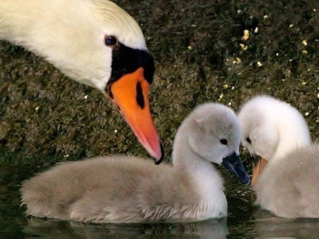 During Memorial Day weekend this year three sick individuals stole the beloved mama swan named Faye and her babies from their home in the town of Manlius.