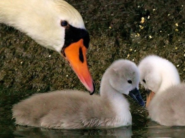 Fowl Is Fare: Refugees Kill, Eat Swan in New Jersey - Vimarsana News