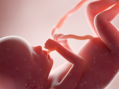 abortion womb fetus