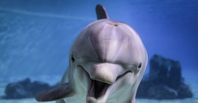 Russia Has Deployed Military Combat Dolphins to Crimea, Says UK