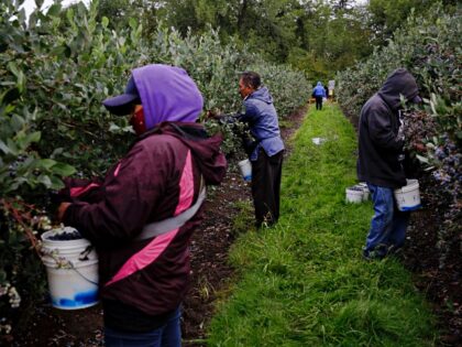 SCHOLLS, OR - SEPTEMBER 3: Employees harvest Elliott blueberries at Hoffman Farms in Scho