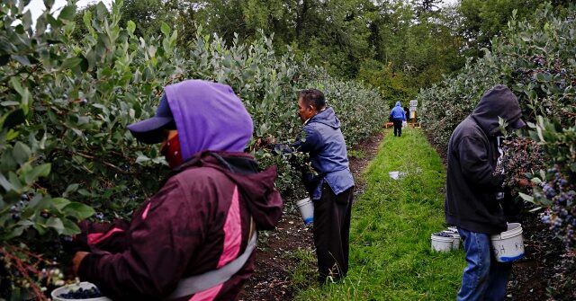 Lawsuit: Farm Trafficked Foreign H-2A Workers into Blueberry Picking Jobs