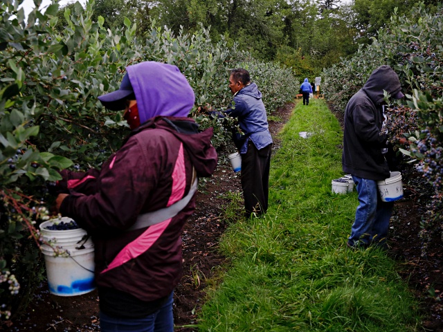 Lawsuit: Farm Trafficked Foreign H-2A Workers into Blueberry Picking Jobs - Vimarsana News