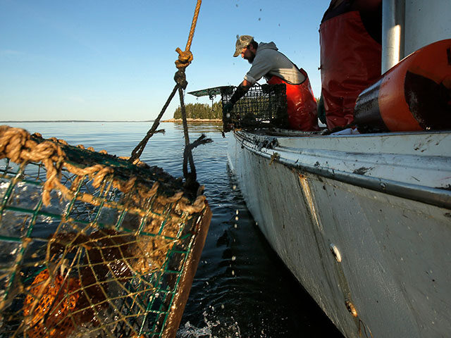 Cory McDonald pulls lobster out of a trap while fishing off the coast of Stonington on Sep
