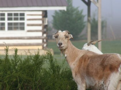 Goats invade neighborhood