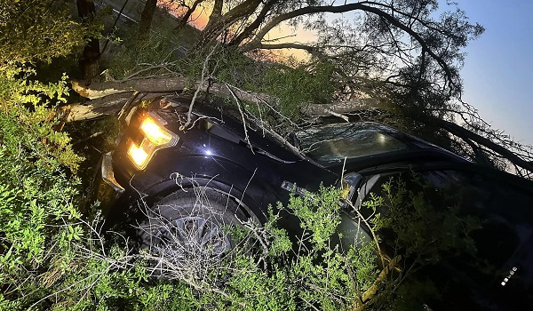 A human smuggler runs his vehicle through private ranch fence and crashes vehicle into tree.  (Zavala County Sheriff's Office) 