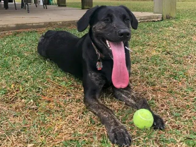 WATCH: Louisiana Family’s Dog Claims World Record for Longest Tongue
