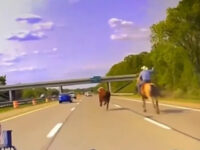 VIDEO – Cowboy Who Lassoed Steer on Interstate Says ‘We’re Just Humble Country People’
