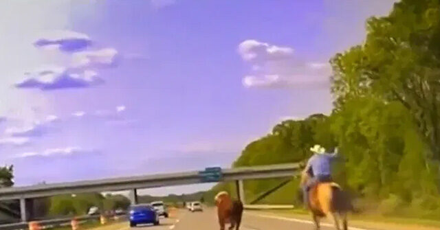 VIDEO: Cowboy Who Lassoes Steer on Interstate in Michigan