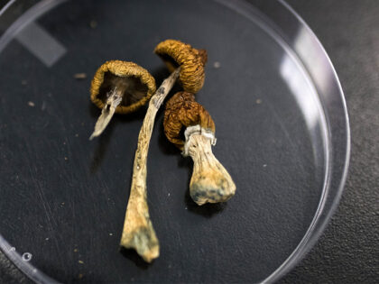 Psilocybe mushrooms at the Numinus Bioscience lab in Nanaimo, British Columbia, Canada, on Wednesday, Sept. 1, 2021. Numinus Wellness Inc, a mental health care company specializing in psychedelic-assisted therapies was the first public company in Canada to harvest the first legal batch of mushrooms from the Psilocybe genus last year. …