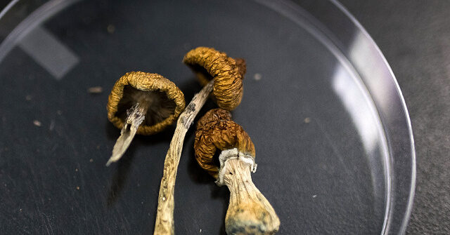 Young Adult 'Magic' Mushroom Use Nearly Doubles in 3 Years