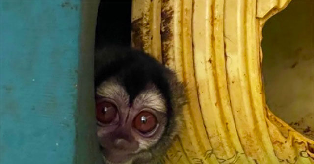 PETA: NIH Tried to Help Disgraced Monkey Abusers in Colombia Keep Funding