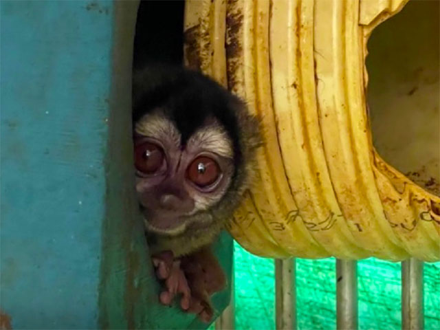 PETA: NIH Tried to Help Disgraced Monkey Abusers in Colombia Keep Funding - Vimarsana News