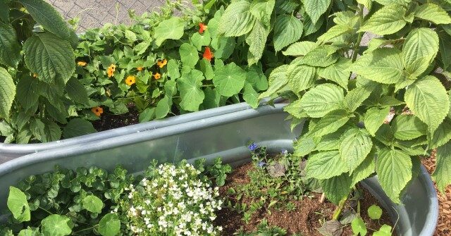 Nolte: San Francisco Residents Forced to Buy Planters to Deter Homeless