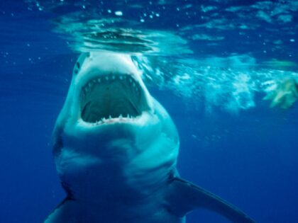 Great White Shark, Carcharodon carcharias, Mexico, Pacific ocean, Guadalupe (Photo by Rein