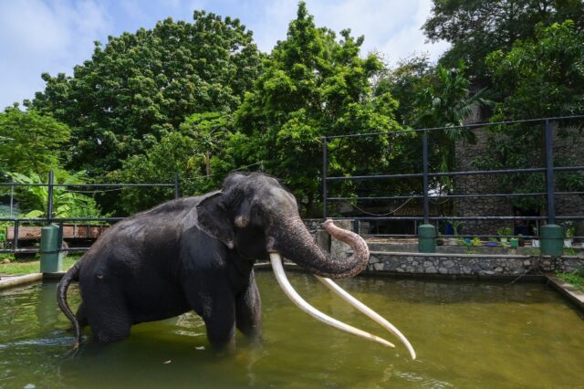 An elephant named Muthu Raja will return home to Thailand after allegations the animal was