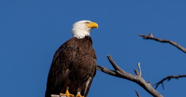 NFL Safety Rodney Thomas' Father Arrested for Killing Bald Eagle