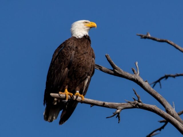 Father of Indianapolis Colts safety Rodney Thomas II accused of killing  bald eagle with air rifle