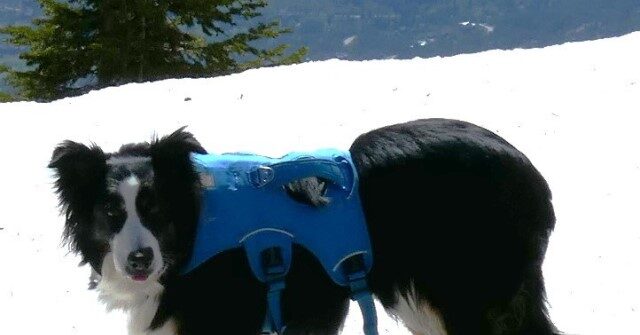 WATCH: CO Dog Reunites with Owner After Five Nights Lost in Mountains