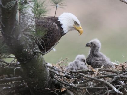 Eagle with eaglets in nest
