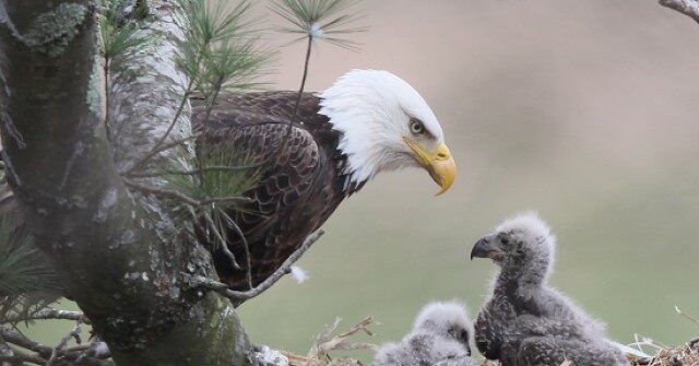 Pennsylvania Poaching Suspect Admits Killing Bald Eagle