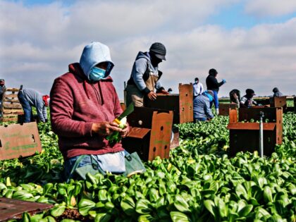 CALEXICO, CA - JANUARY 22: Farmworkers pick Bok Choy in a field on January 22, 2021 in Cal