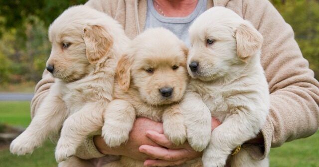 Cheaper By the Dozen: 17 Golden Retrievers Dumped in Ohio Find Homes