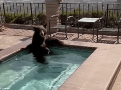 Bear in pool (Burbank Police Department)