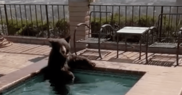 WATCH: Bear Takes Dip to Cool Off in California Backyard Spa