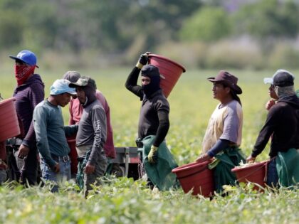 Farmworkers, considered essential workers under the current COVID-19 pandemic, harvest beans, Tuesday, May 12, 2020, in Homestead, Fla. (AP Photo/Lynne Sladky)