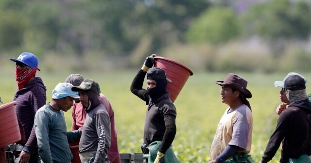 Joe Biden's Migrants Take Jobs, Americans Lose Jobs