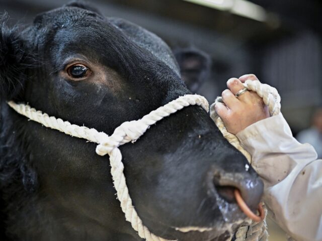 STIRLING, SCOTLAND - FEBRUARY 06: Farmers show their Aberdeen Angus bulls during the judgi