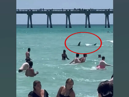 Beachgoers at Navarre Beach, Florida, were screaming and scrambling to get out of the water as a shark swam near the shoreline.