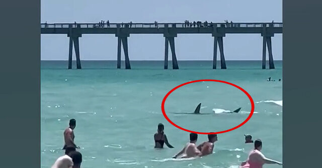 Shark Spotted Swimming with Beachgoers in Florida