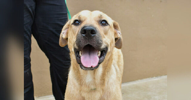 'Homeless to Hero': Nearly Euthanized Dog Who Gave Blood Is Adopted