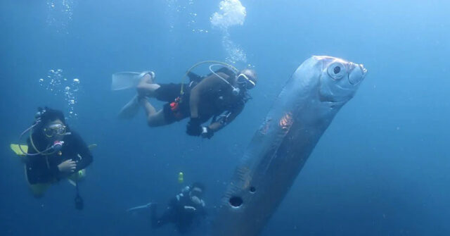 WATCH -- 'Harbinger of Doom': Divers Spot Rare Oarfish Off Taiwan Coast