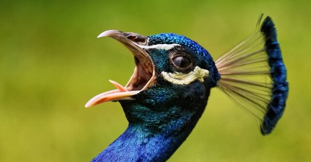 Nolte: Peacock Streaming Lost $651M Over 3 Months