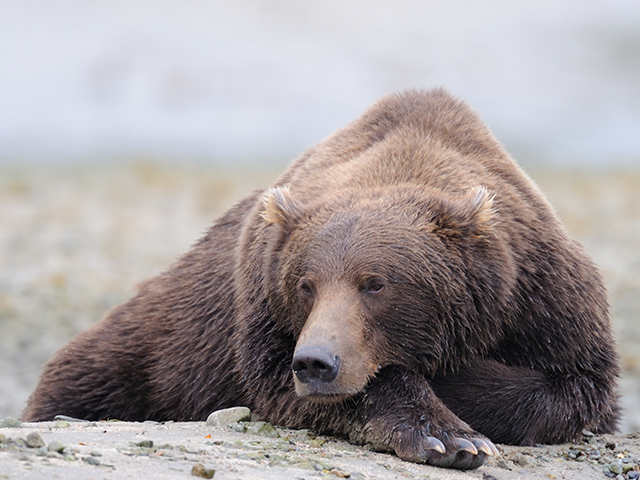 Breitbart Business Digest: Goldilocks Clobbers the Bears - Vimarsana News